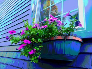 windowbox sept 2013